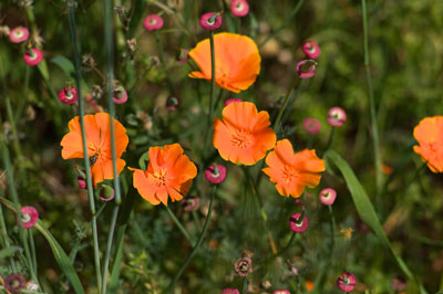 F.E.V. On aime la nature!